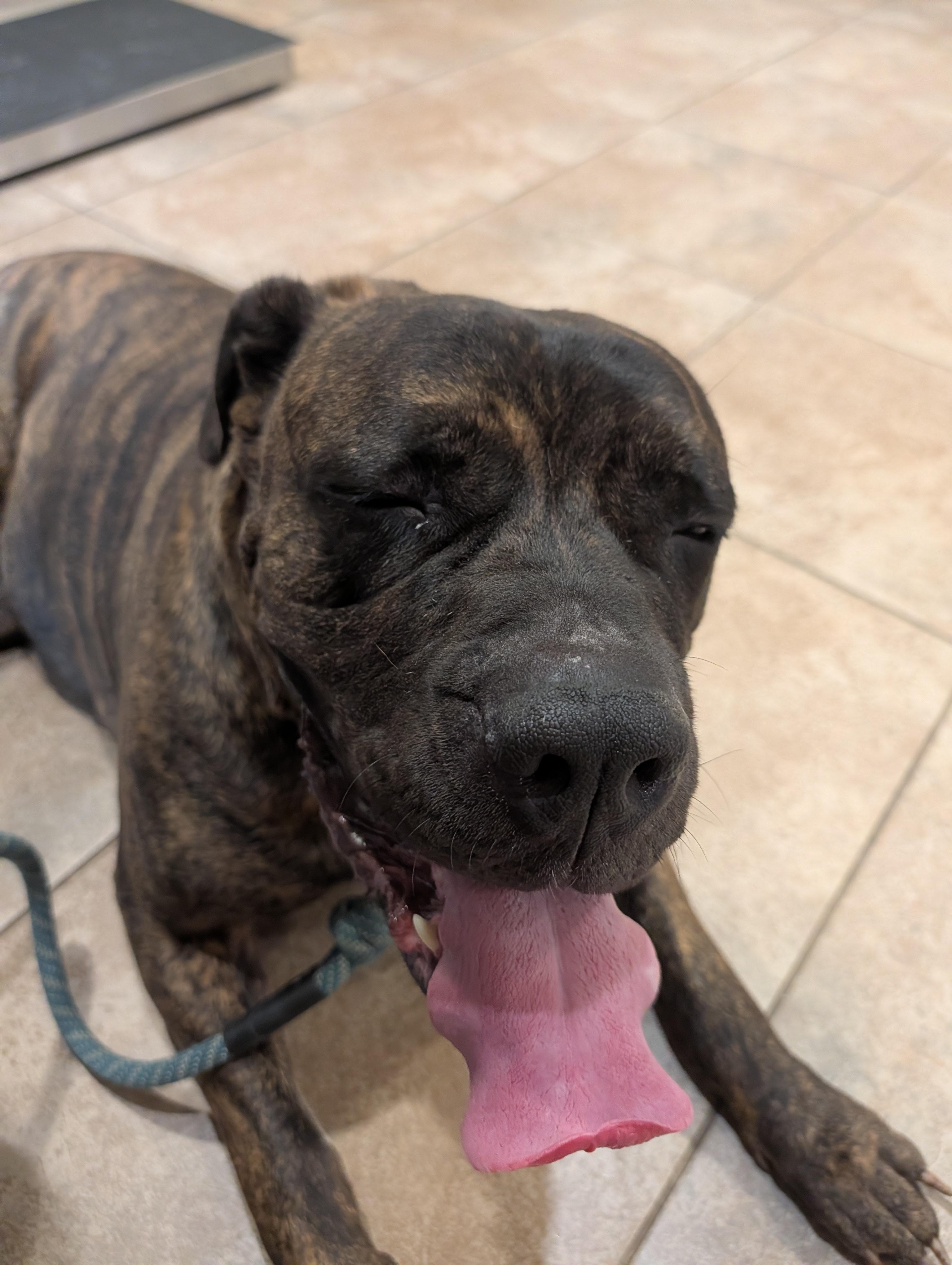 Bubbles, adoptable, Adult Female Mastiff & Cane Corso.
