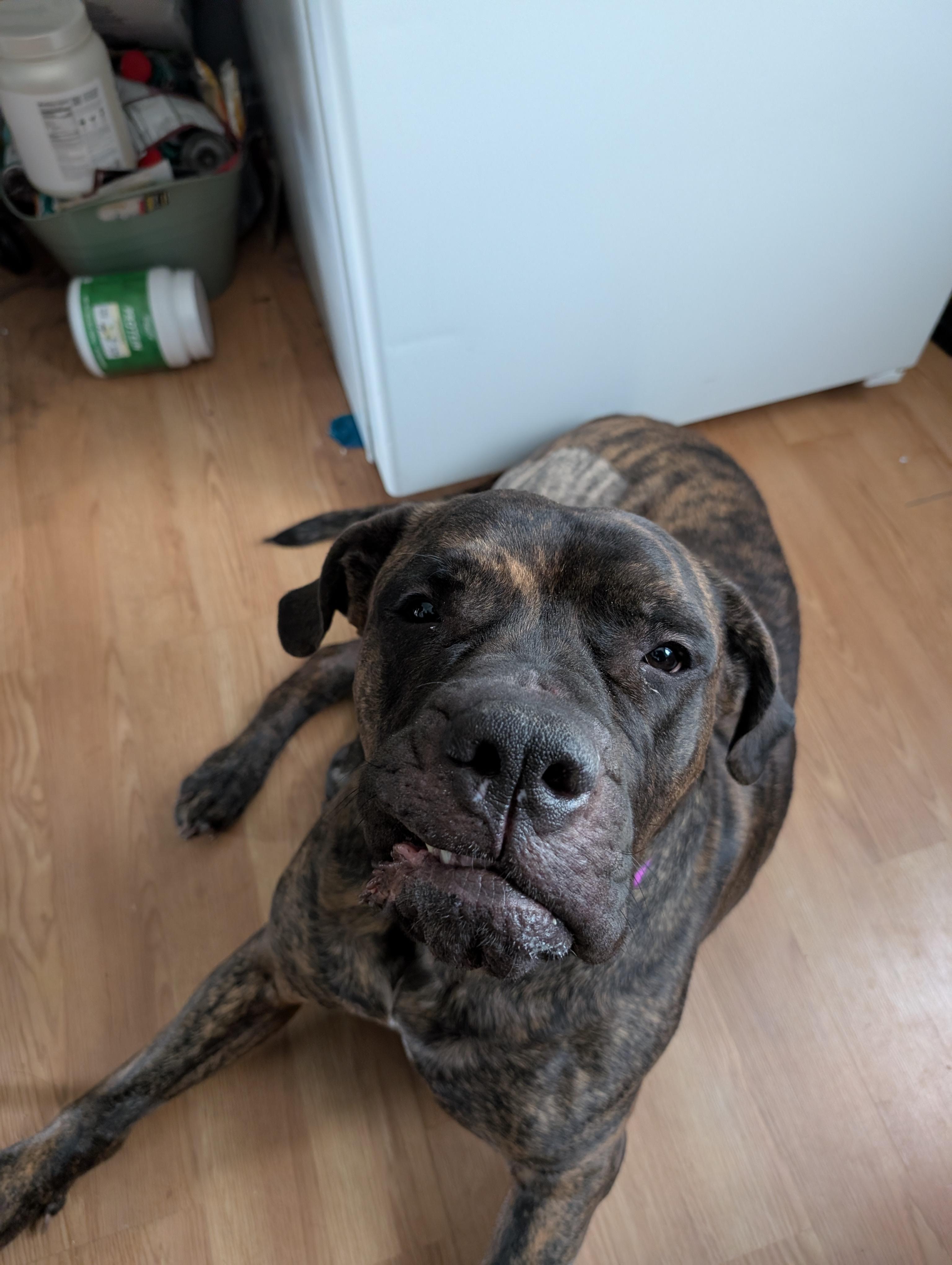 Bubbles, an adoptable mixed breed in Midland, MI image 2/3