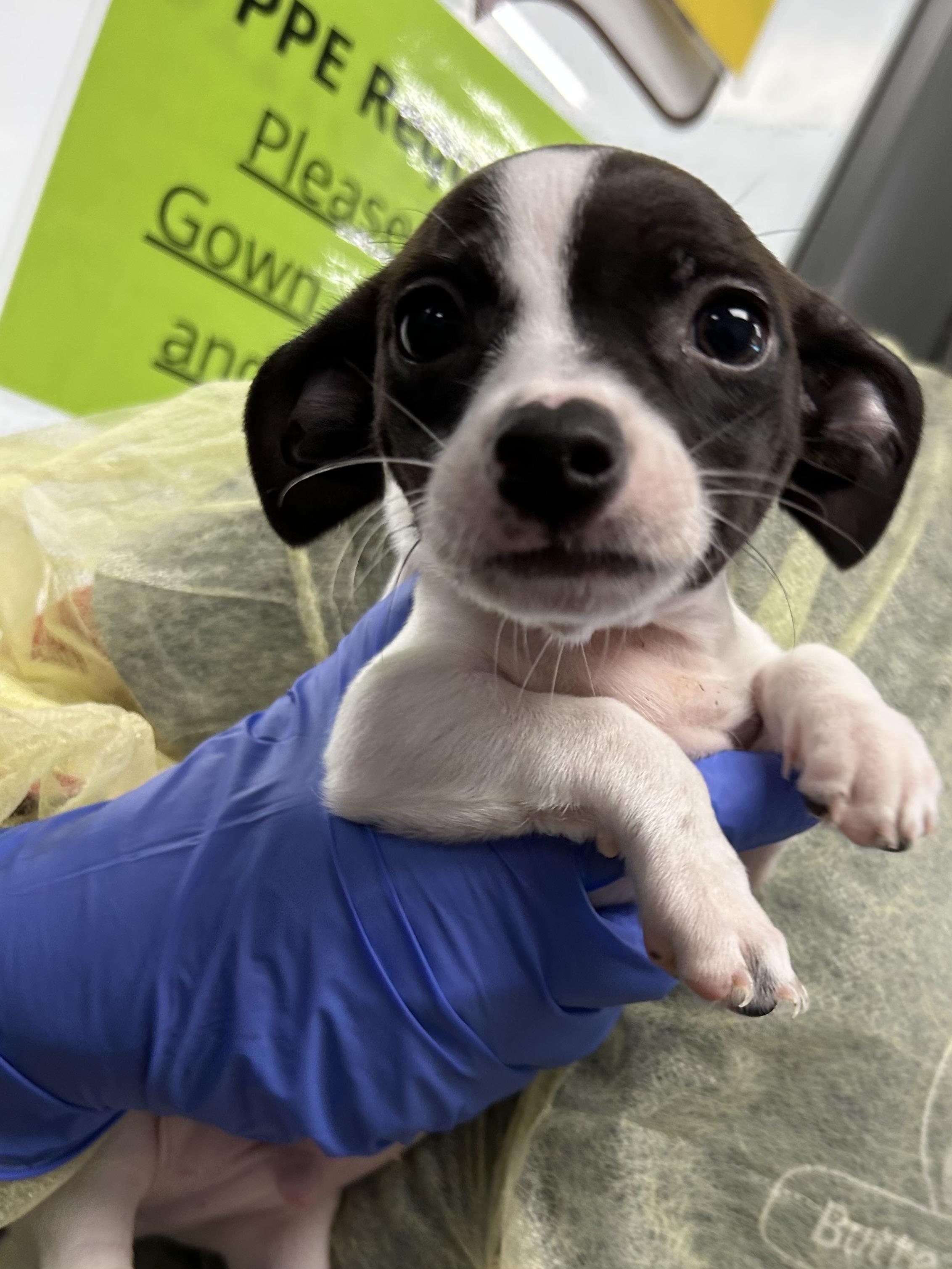 Graham, Adopted, Young Male Jack Russell Terrier & Chihuahua.