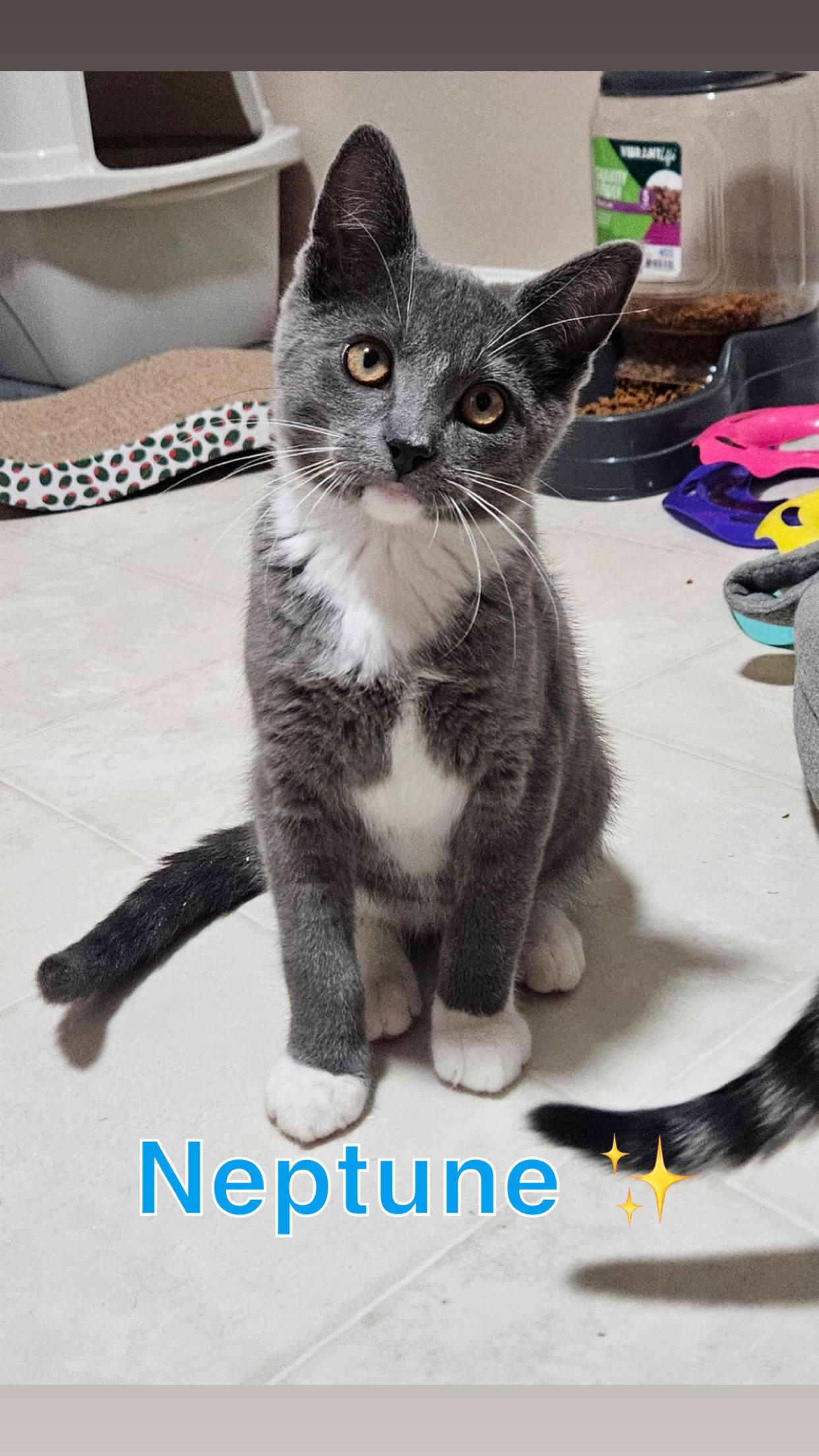 Galaxy Kitten Crew (males), a ADOPTABLE American Shorthair in West newton, PA image 1/6
