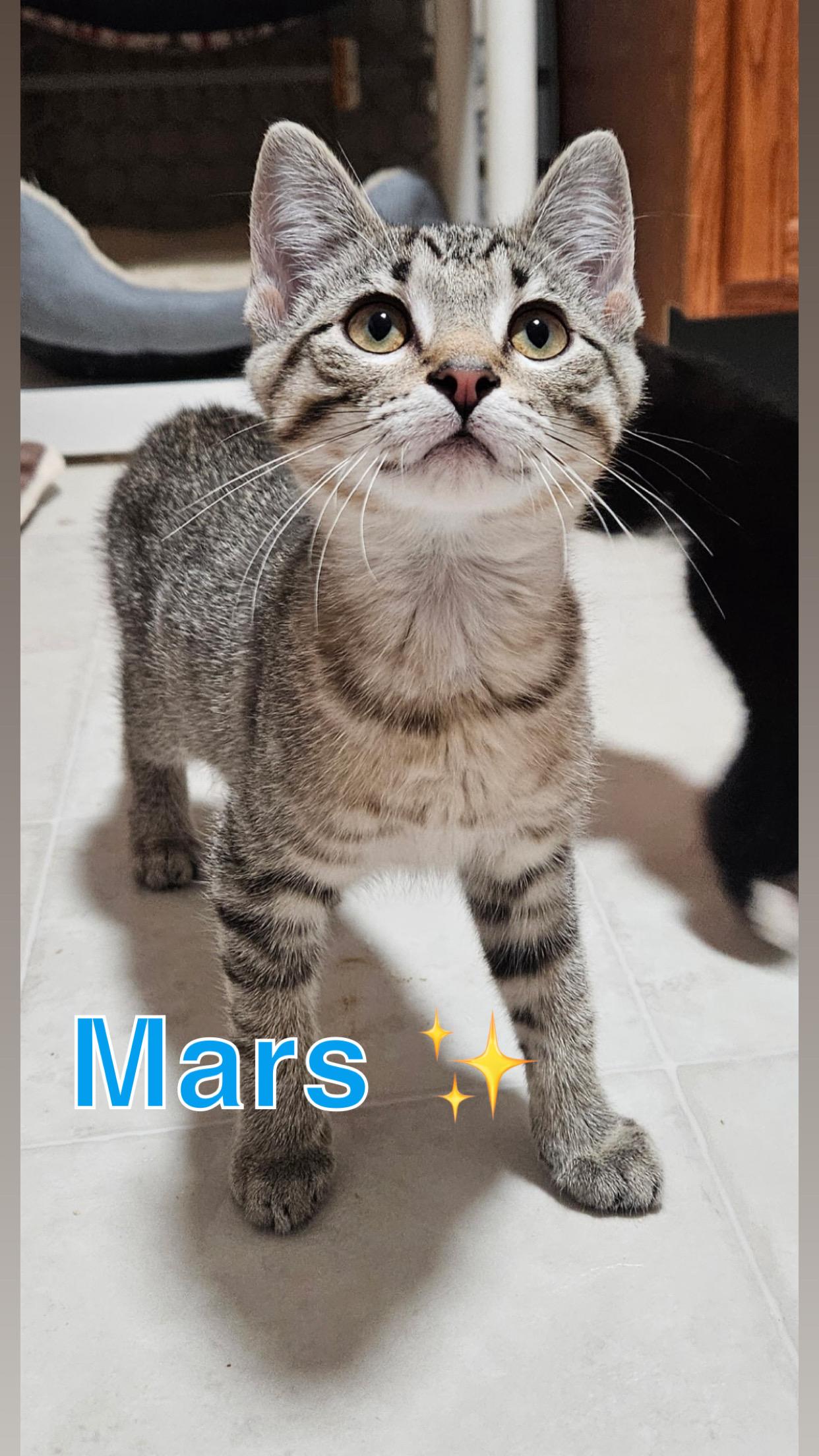 Galaxy Kitten Crew (males), a ADOPTABLE American Shorthair in West newton, PA image 5/6