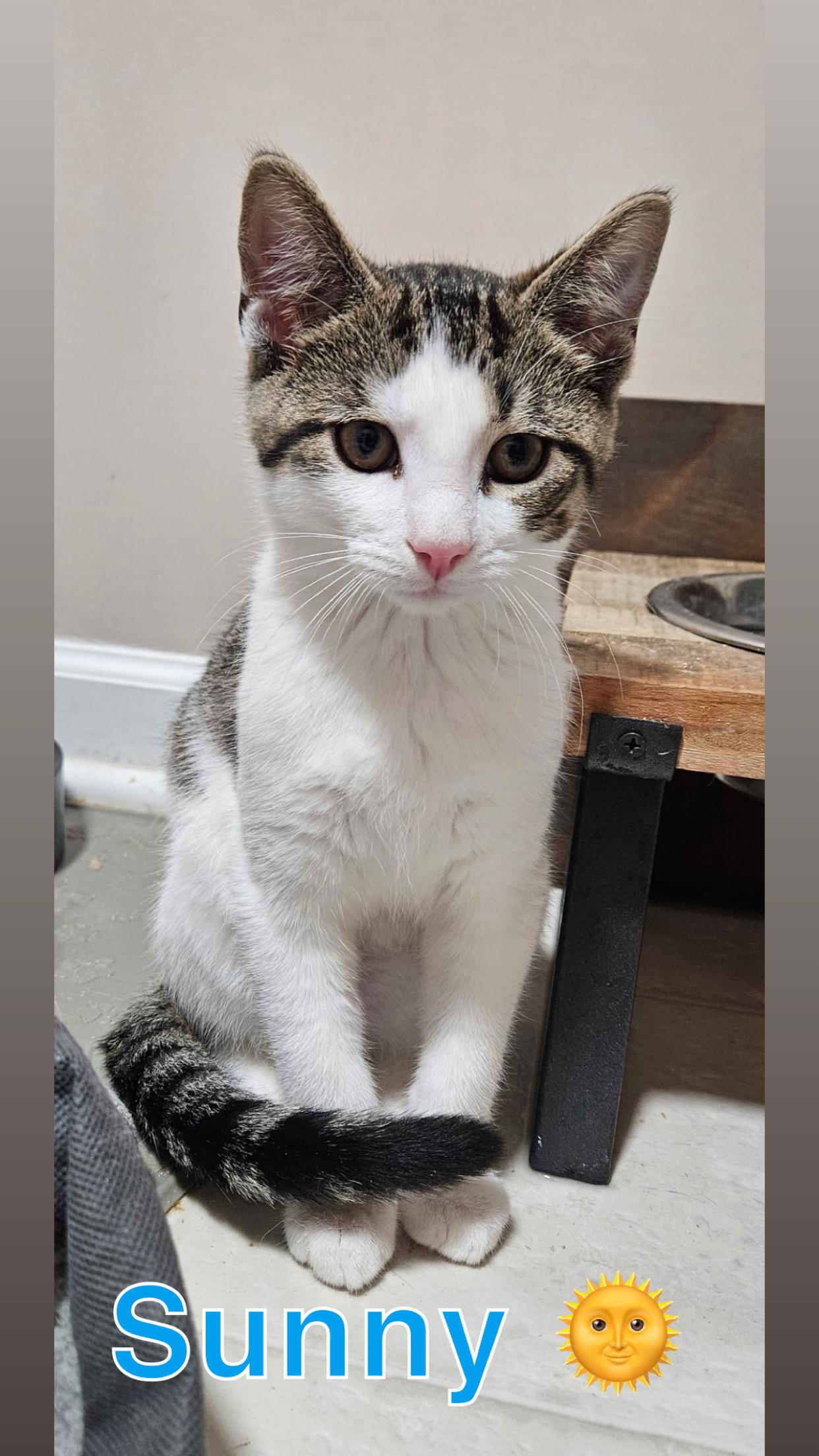 Galaxy Kitten Crew (males), a ADOPTABLE American Shorthair in West newton, PA image 2/6