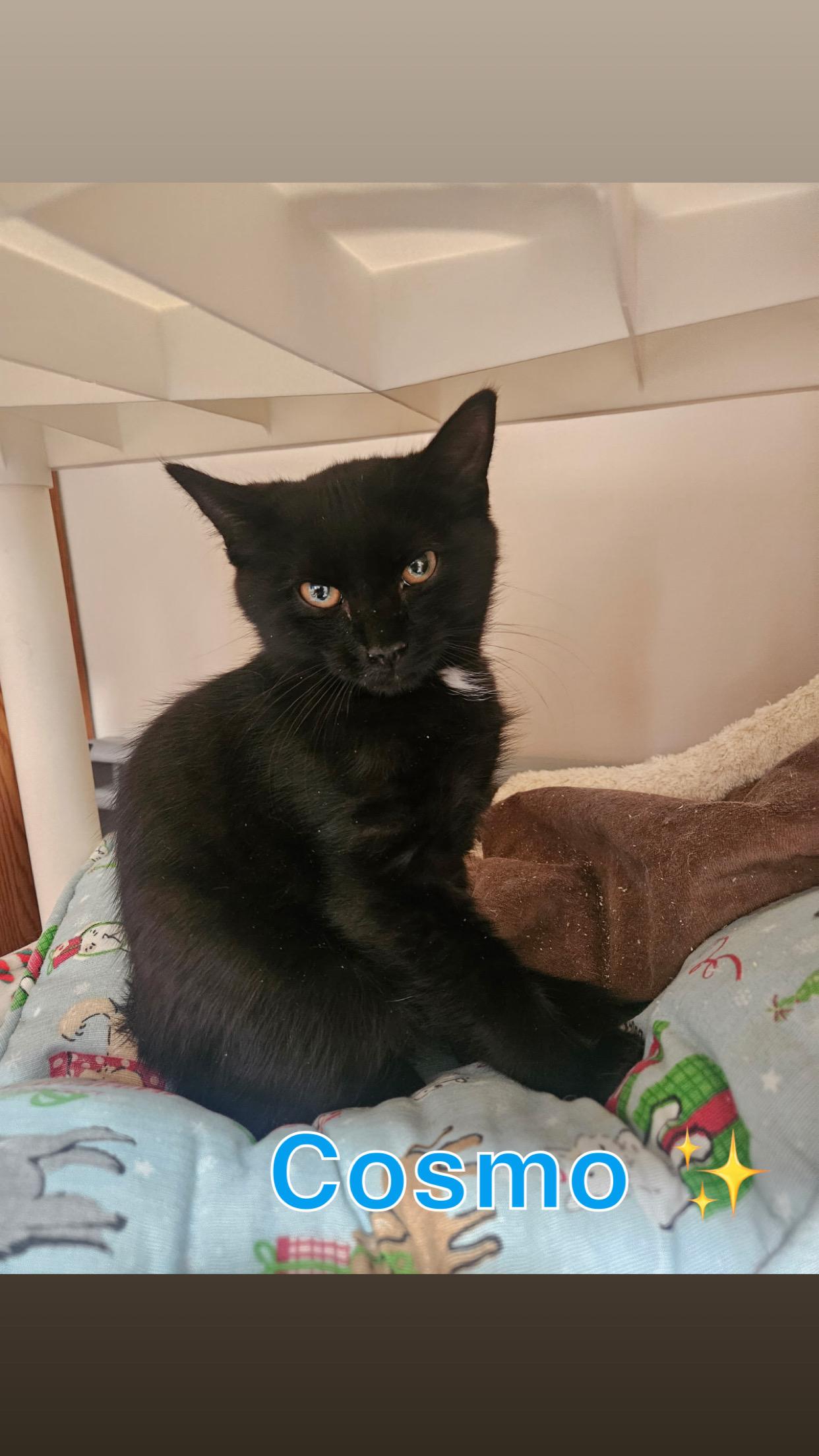 Galaxy Kitten Crew (males), a ADOPTABLE American Shorthair in West newton, PA image 4/6