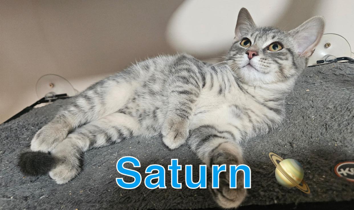 Galaxy Kitten Crew (males), a ADOPTABLE American Shorthair in West newton, PA image 3/6