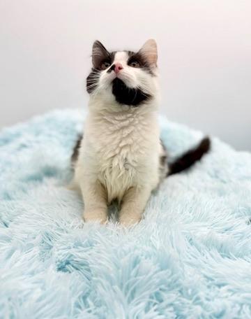 Enlarge 365 Buttons, an adopted mixed breed in Covington, LA image 5/6