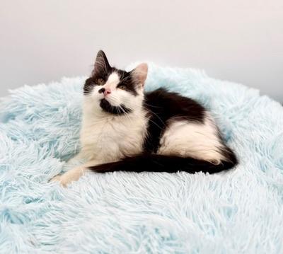 Enlarge 365 Buttons, an adopted mixed breed in Covington, LA image 2/6