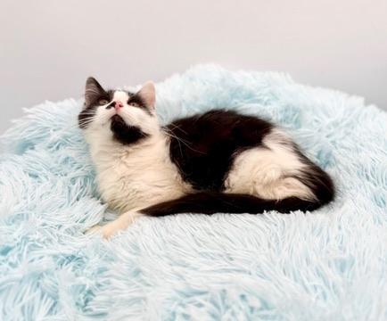 Enlarge 365 Buttons, an adopted mixed breed in Covington, LA image 4/6