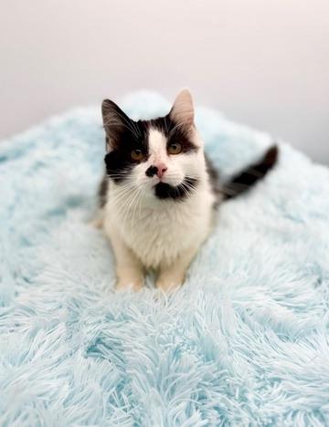 Enlarge 365 Buttons, an adopted mixed breed in Covington, LA image 3/6