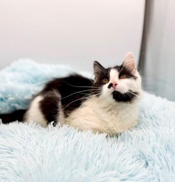 Enlarge 365 Buttons, an adopted mixed breed in Covington, LA image 1/6