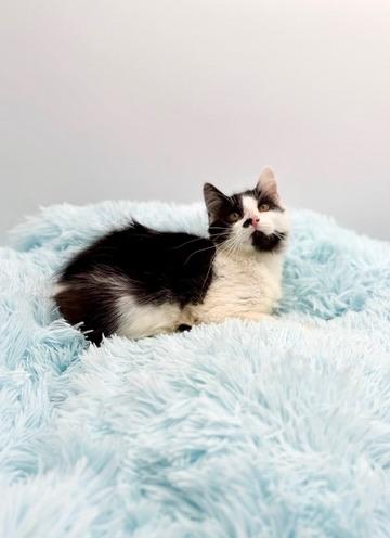 Enlarge 365 Buttons, an adopted mixed breed in Covington, LA image 6/6