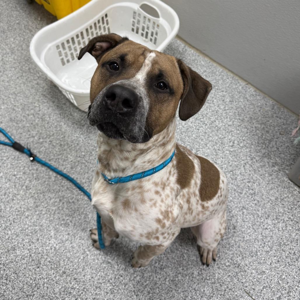 Enlarge Cupcake, a Adoptable Mixed Breed in Monticello, IA image 3/6