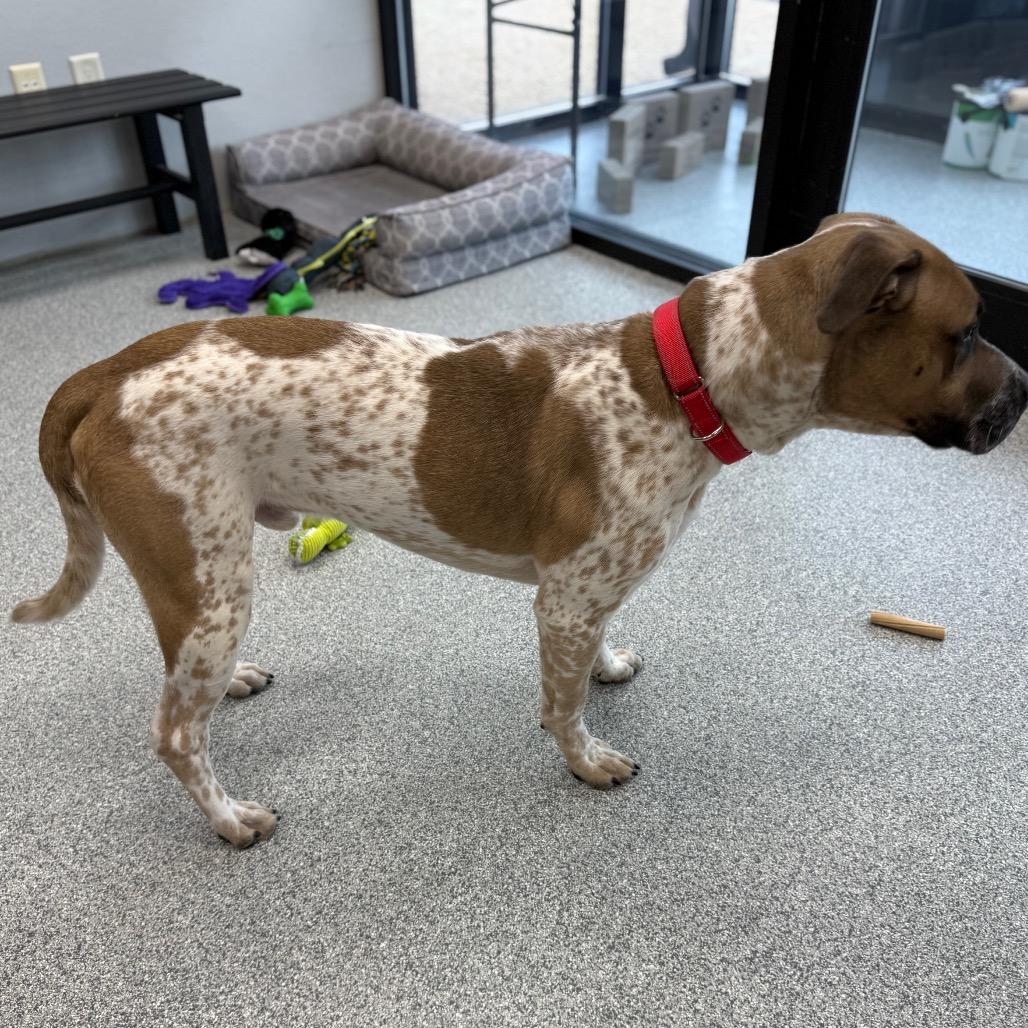 Enlarge Cupcake, a Adoptable Mixed Breed in Monticello, IA image 5/6