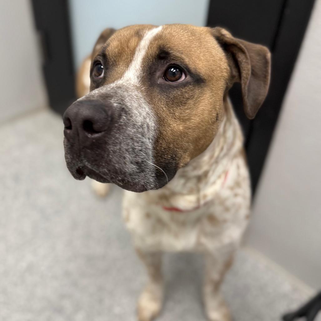 Enlarge Cupcake, a Adoptable Mixed Breed in Monticello, IA image 1/6