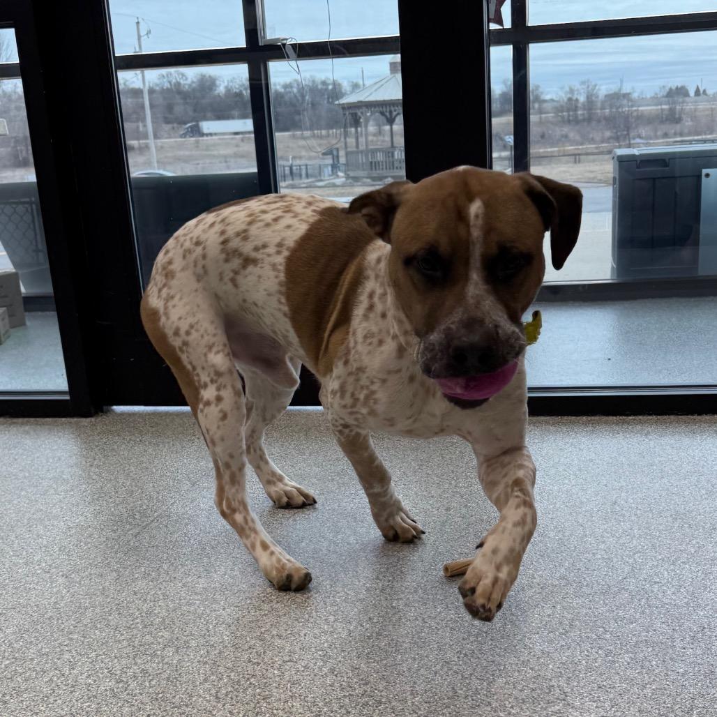Enlarge Cupcake, a Adoptable Mixed Breed in Monticello, IA image 2/6