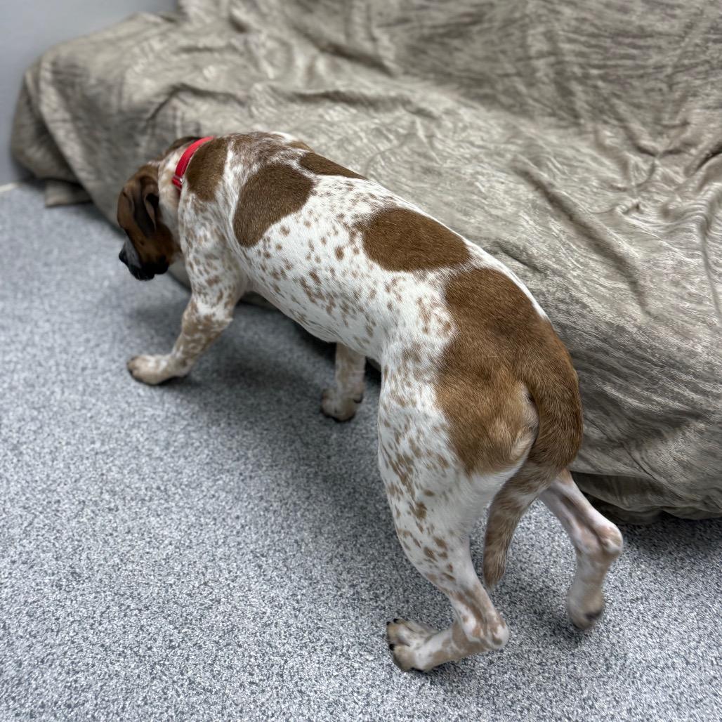 Enlarge Cupcake, a Adoptable Mixed Breed in Monticello, IA image 6/6