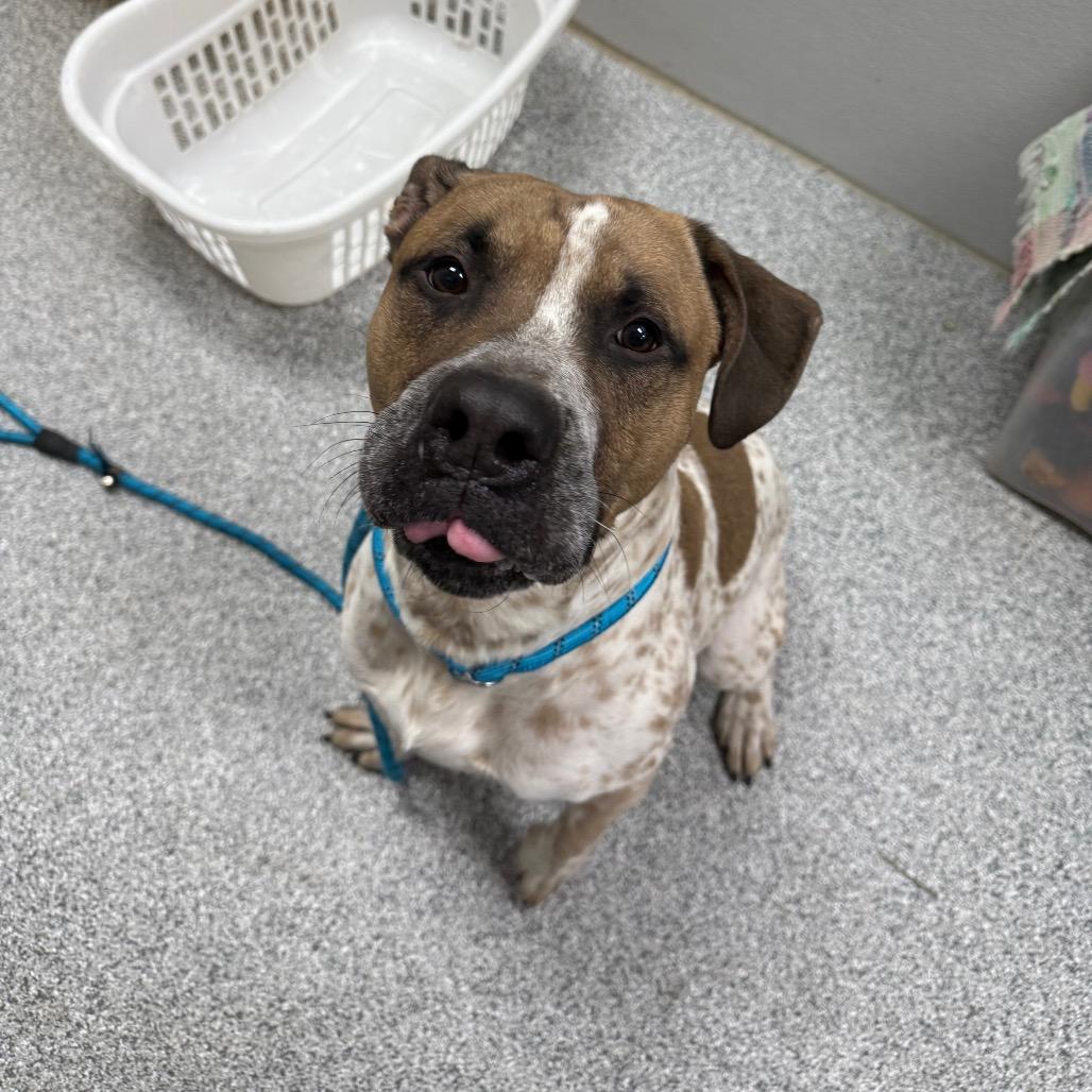 Enlarge Cupcake, a Adoptable Mixed Breed in Monticello, IA image 4/6