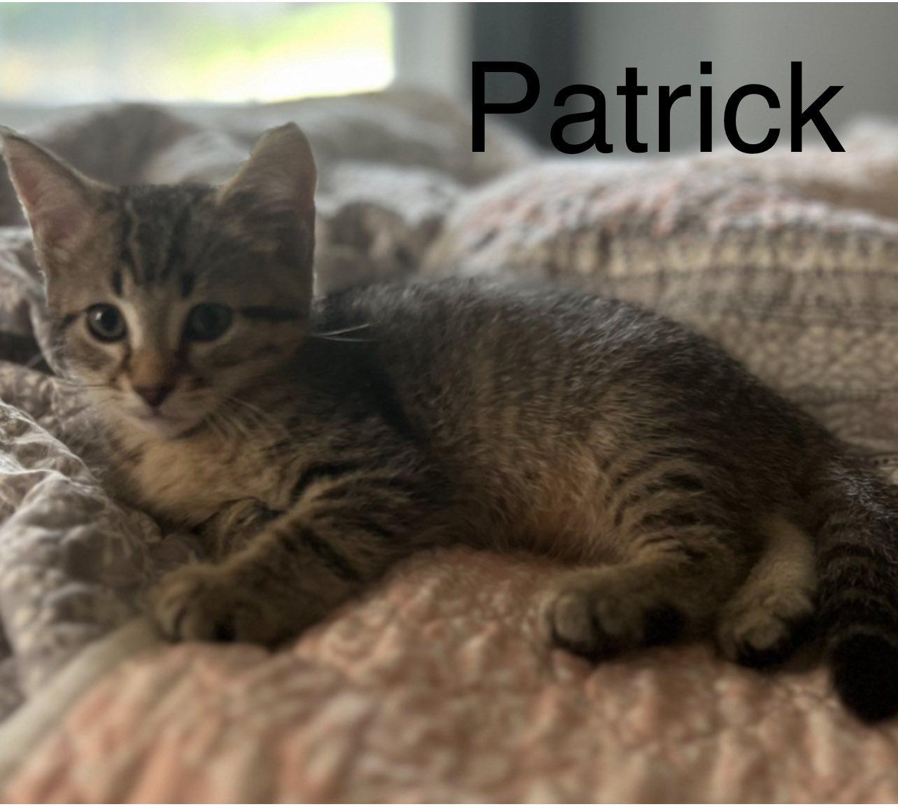 Rose Litter Kittens, Adoptable, Kitten Male Domestic Medium Hair.