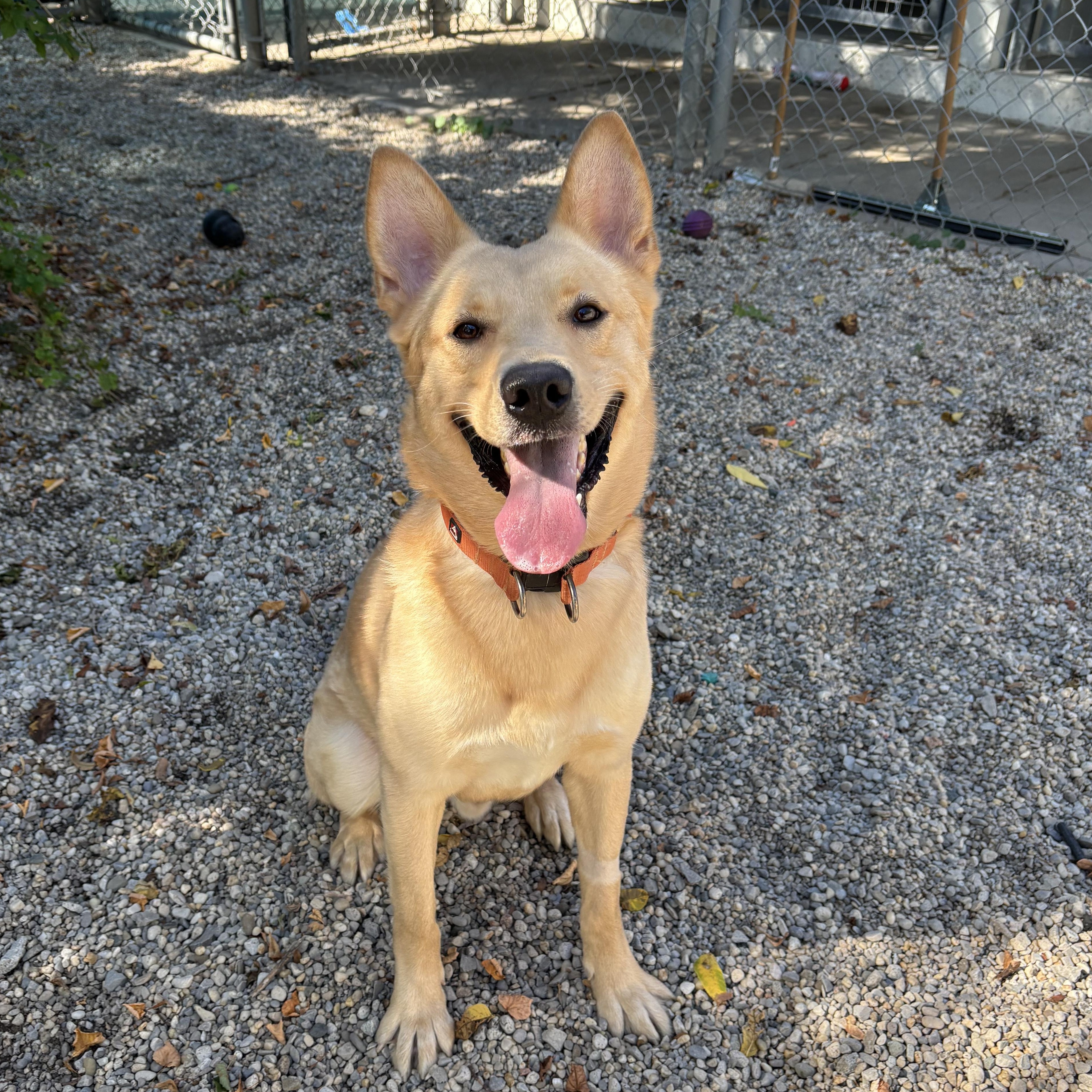 Enlarge McGavin DS-287/25, a Adoptable mixed breed in Burlington, ON image 3/5