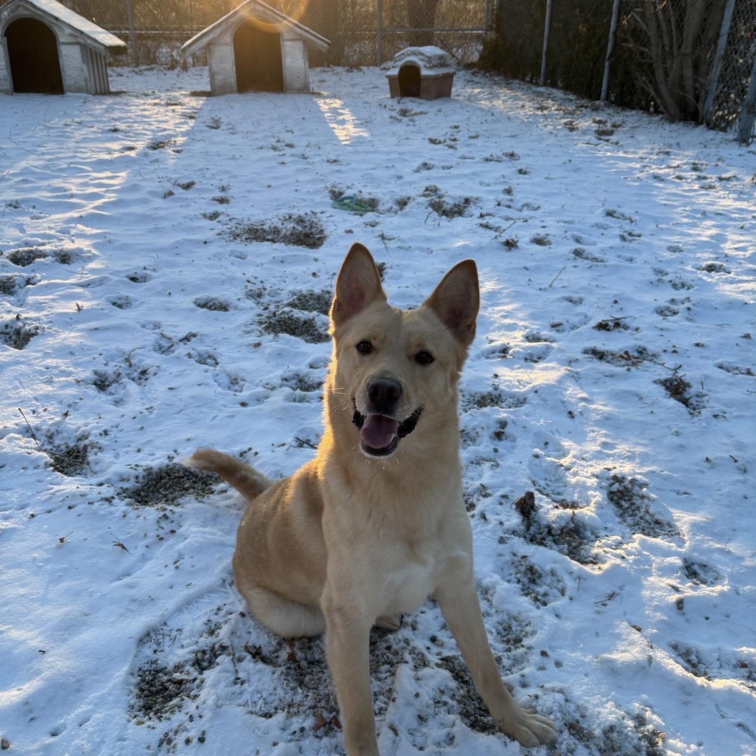 Enlarge McGavin DS-287/25, a Adoptable mixed breed in Burlington, ON image 2/5