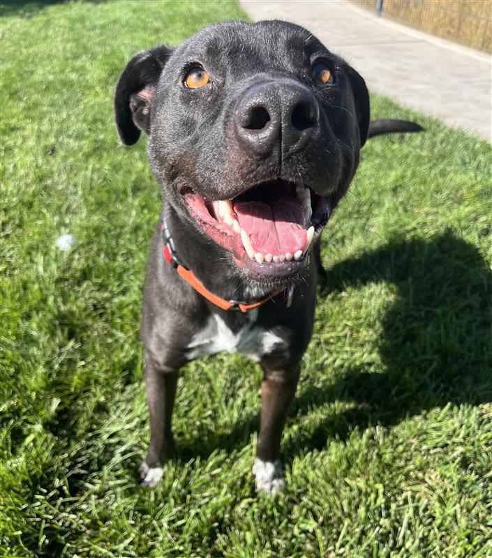 Wrestlemania, Adoptable, Adult Male Border Collie & Staffordshire Bull Terrier.