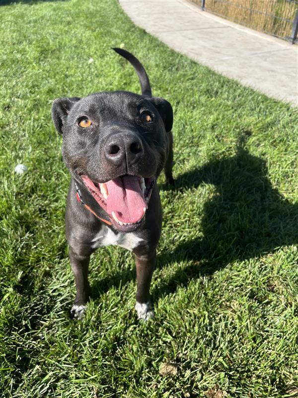 Enlarge Russell, a Adoptable mixed breed in Elk Grove, CA image 2/3