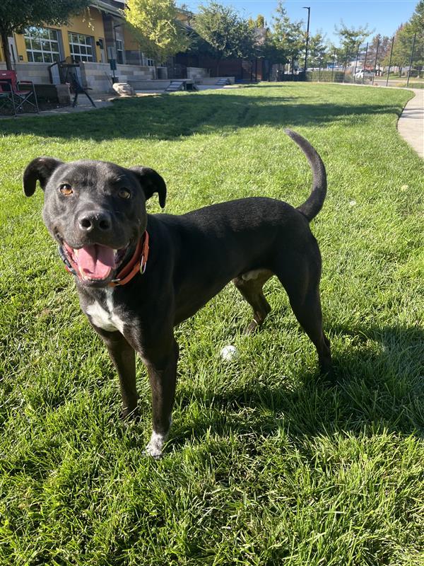 Enlarge Russell, a Adoptable mixed breed in Elk Grove, CA image 3/3