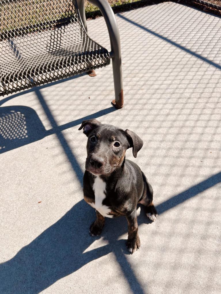 Hennon 1/KAHLO, Adoptable, Young Female Mixed Breed.