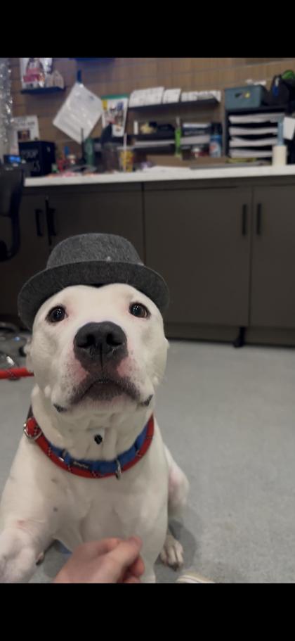 Enlarge Guero, a Adoptable mixed breed in Chicago, IL image 2/3