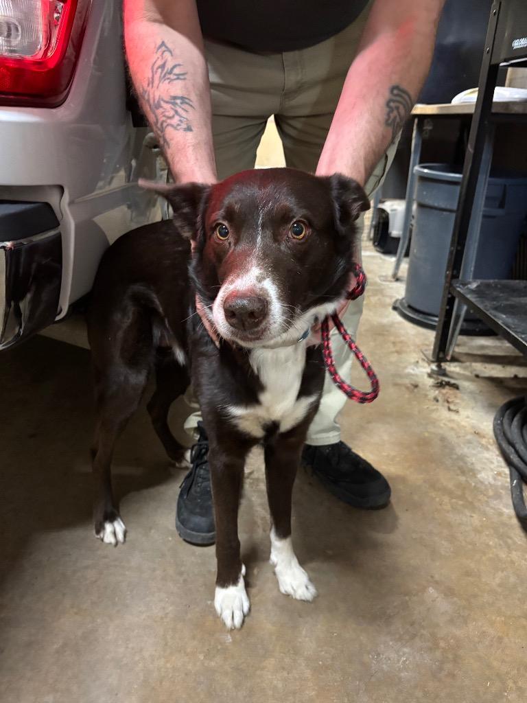 Enlarge Bear, a Adoptable Mixed Breed in Hot Springs, AR image 1/1