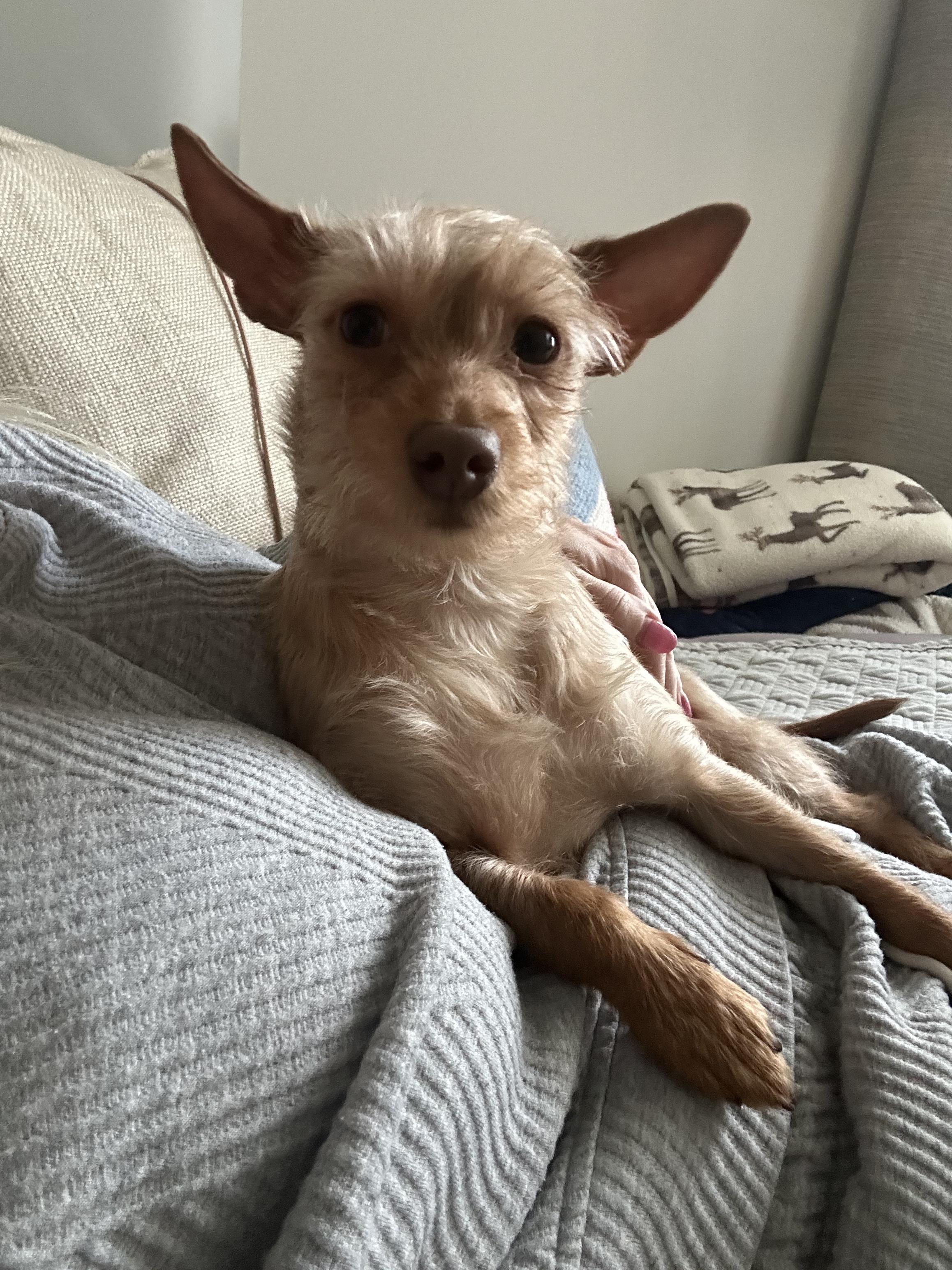 Jude, ADOPTABLE, Adult Male Yorkshire Terrier & Chihuahua.
