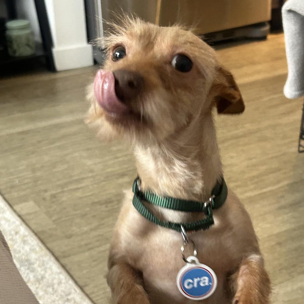 Enlarge Jude, a ADOPTABLE mixed breed in Chicago, IL image 3/4