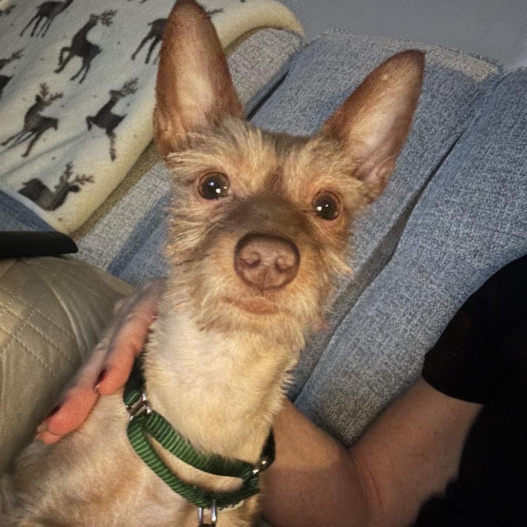 Enlarge Jude, a ADOPTABLE mixed breed in Chicago, IL image 4/4