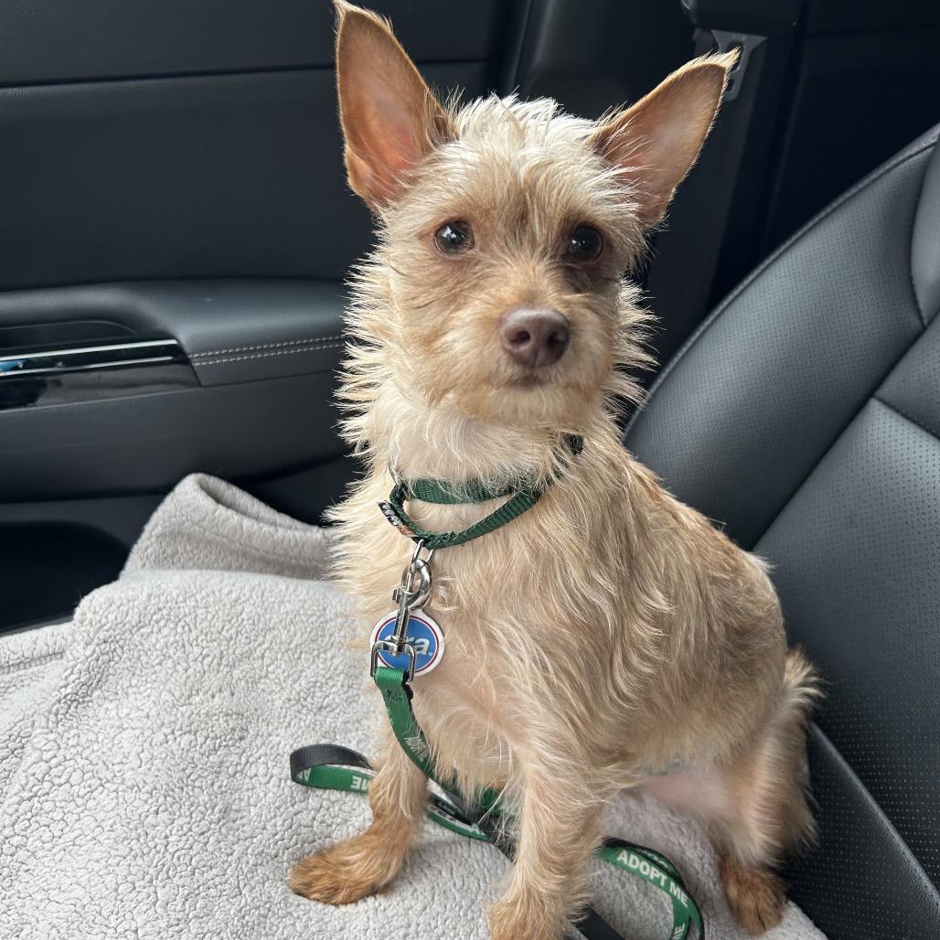 Enlarge Jude, a ADOPTABLE mixed breed in Chicago, IL image 1/6