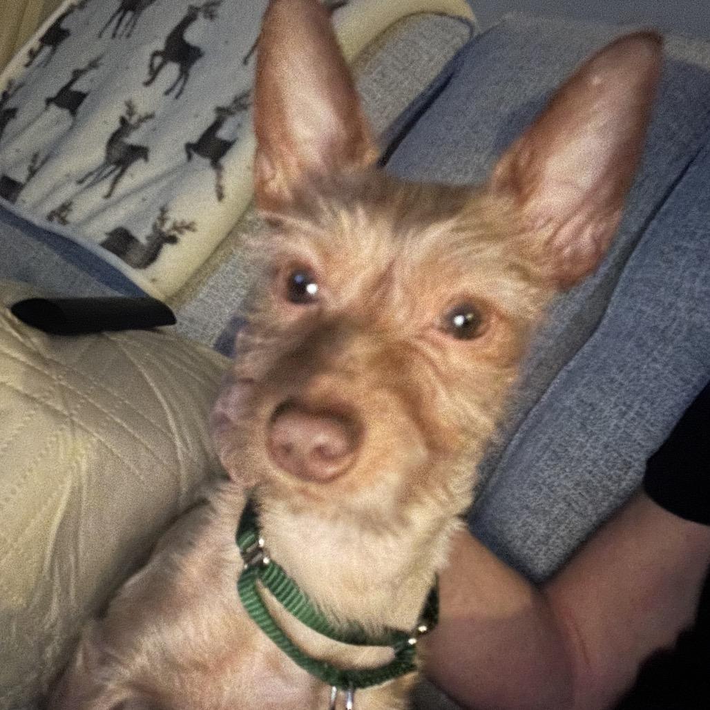 Enlarge Jude, a ADOPTABLE mixed breed in Chicago, IL image 2/4