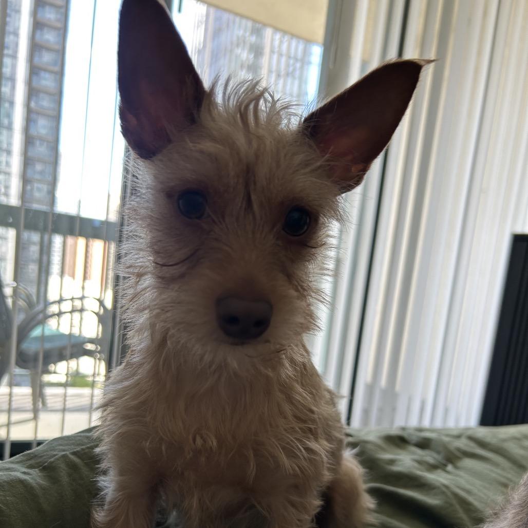 Enlarge Jude, a ADOPTABLE mixed breed in Chicago, IL image 2/6