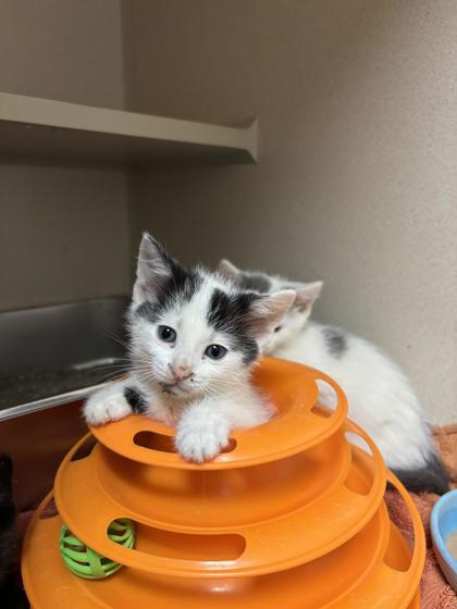 Spree, adopted, Kitten Male Domestic Short Hair.