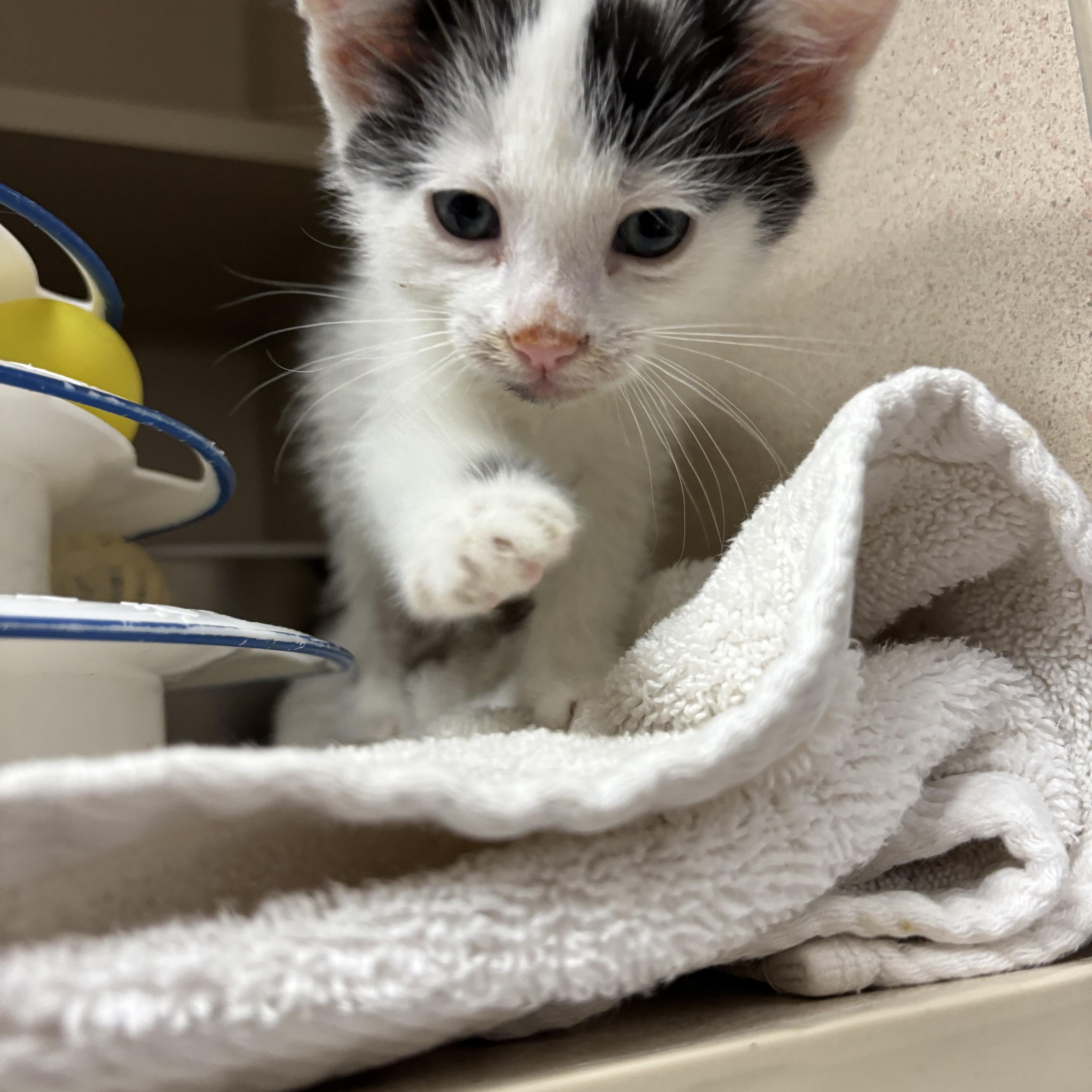 Enlarge Spree, an adopted Domestic Short Hair in Steamboat Springs, CO image 2/2