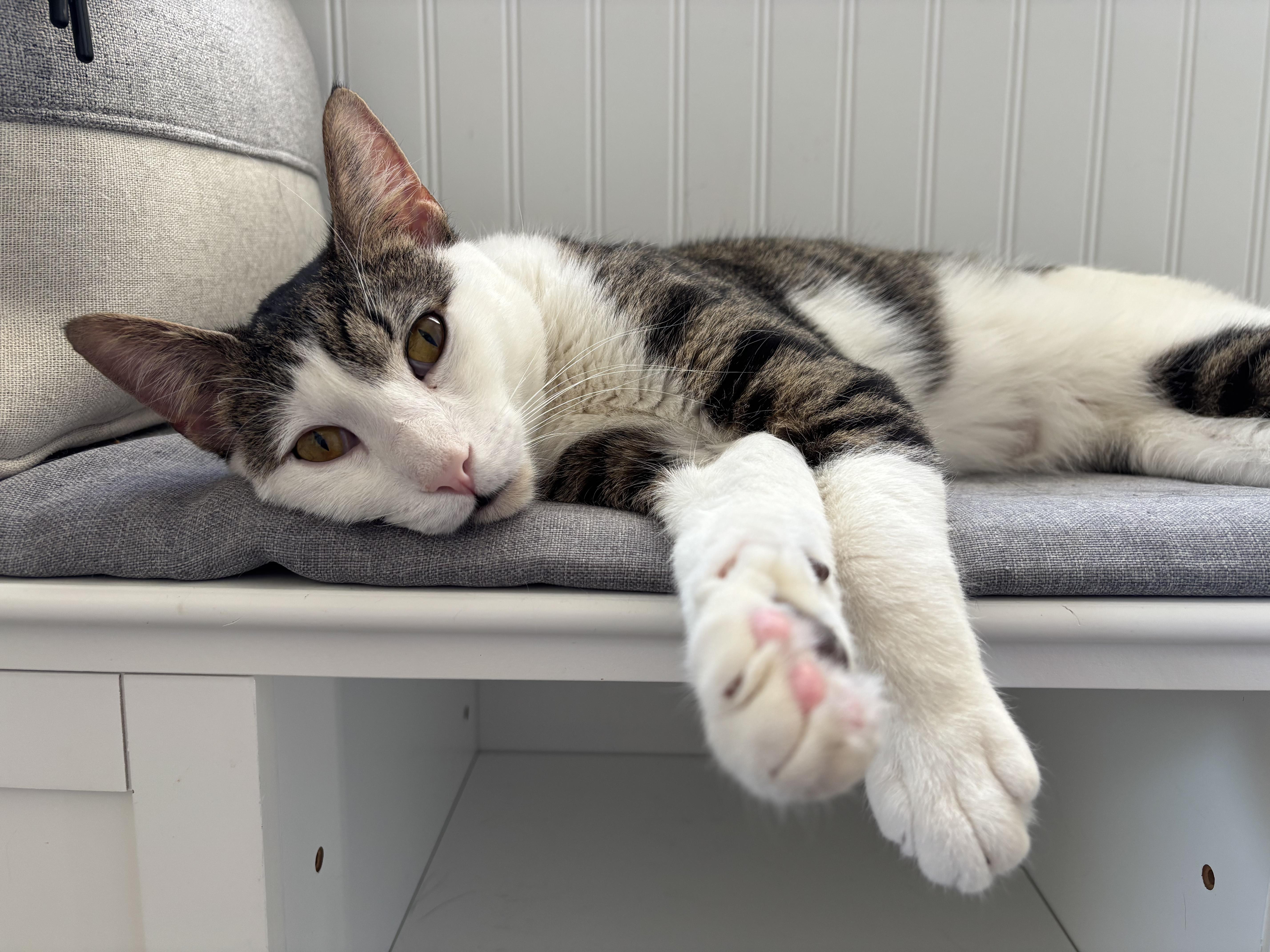 Buddy, a Adoptable Domestic Short Hair in Hackensack, NJ image 3/5