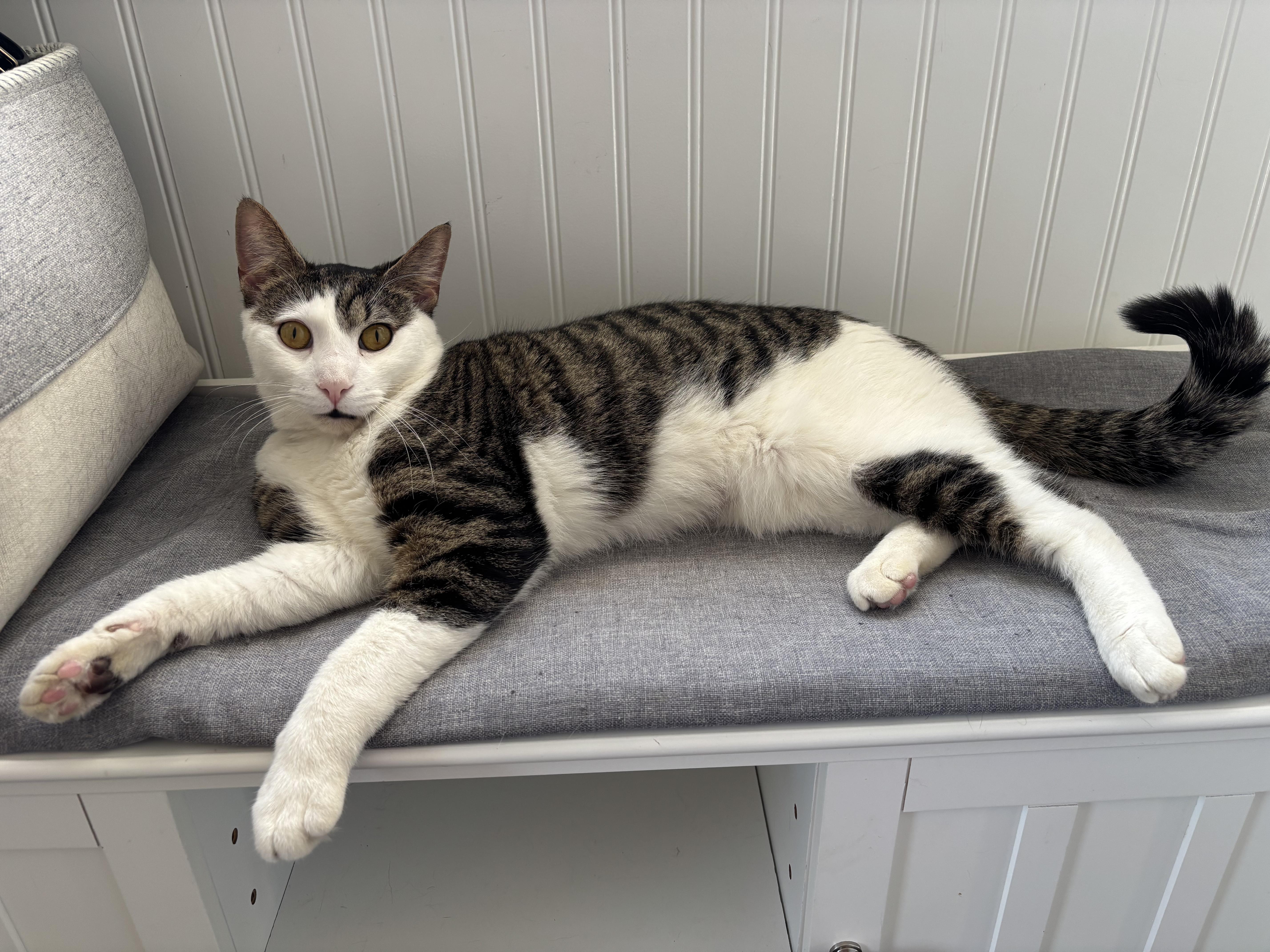 Buddy, a Adoptable Domestic Short Hair in Hackensack, NJ image 1/5