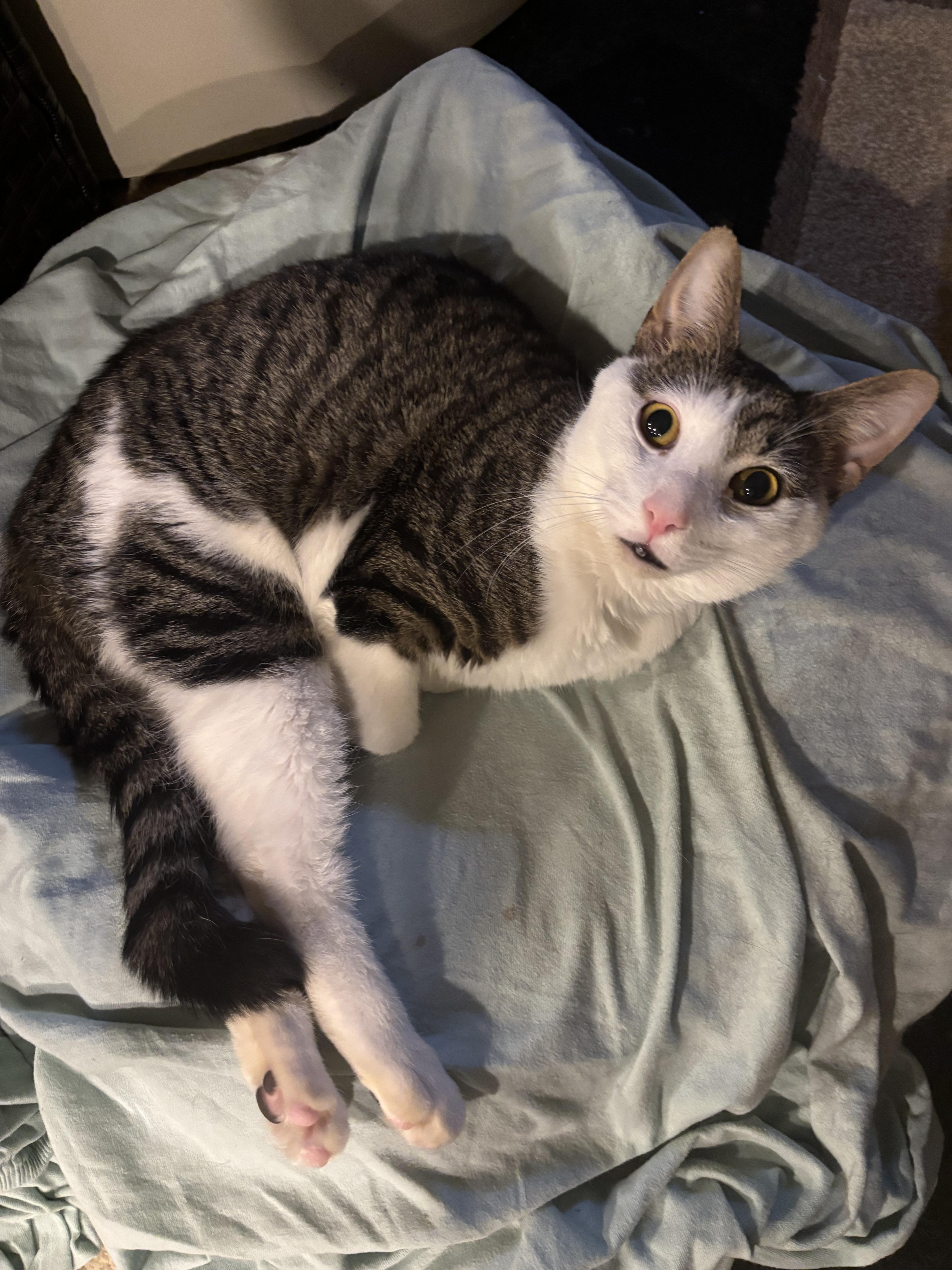 Buddy, a Adoptable Domestic Short Hair in Hackensack, NJ image 4/5