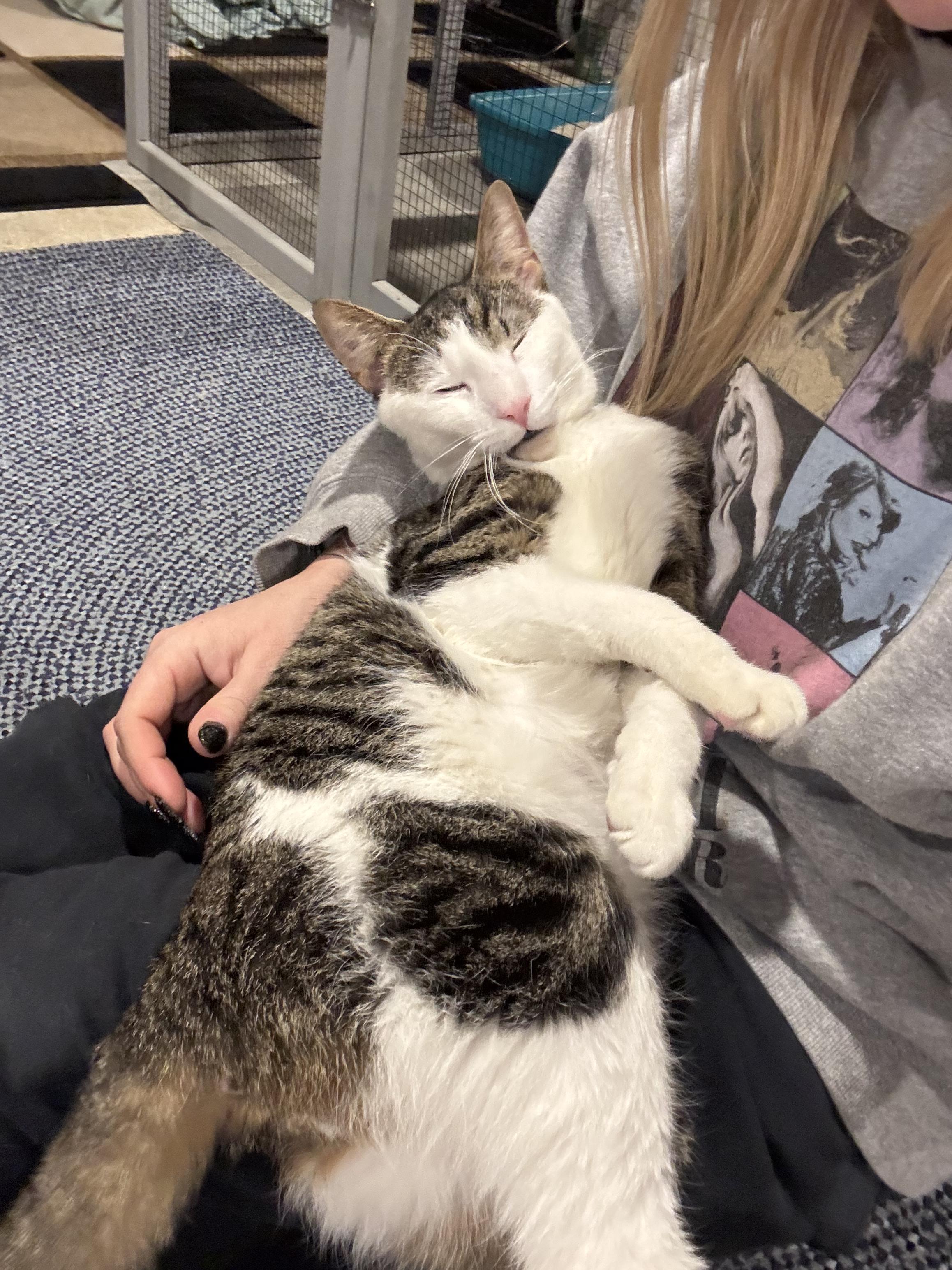 Buddy, a Adoptable Domestic Short Hair in Hackensack, NJ image 5/5