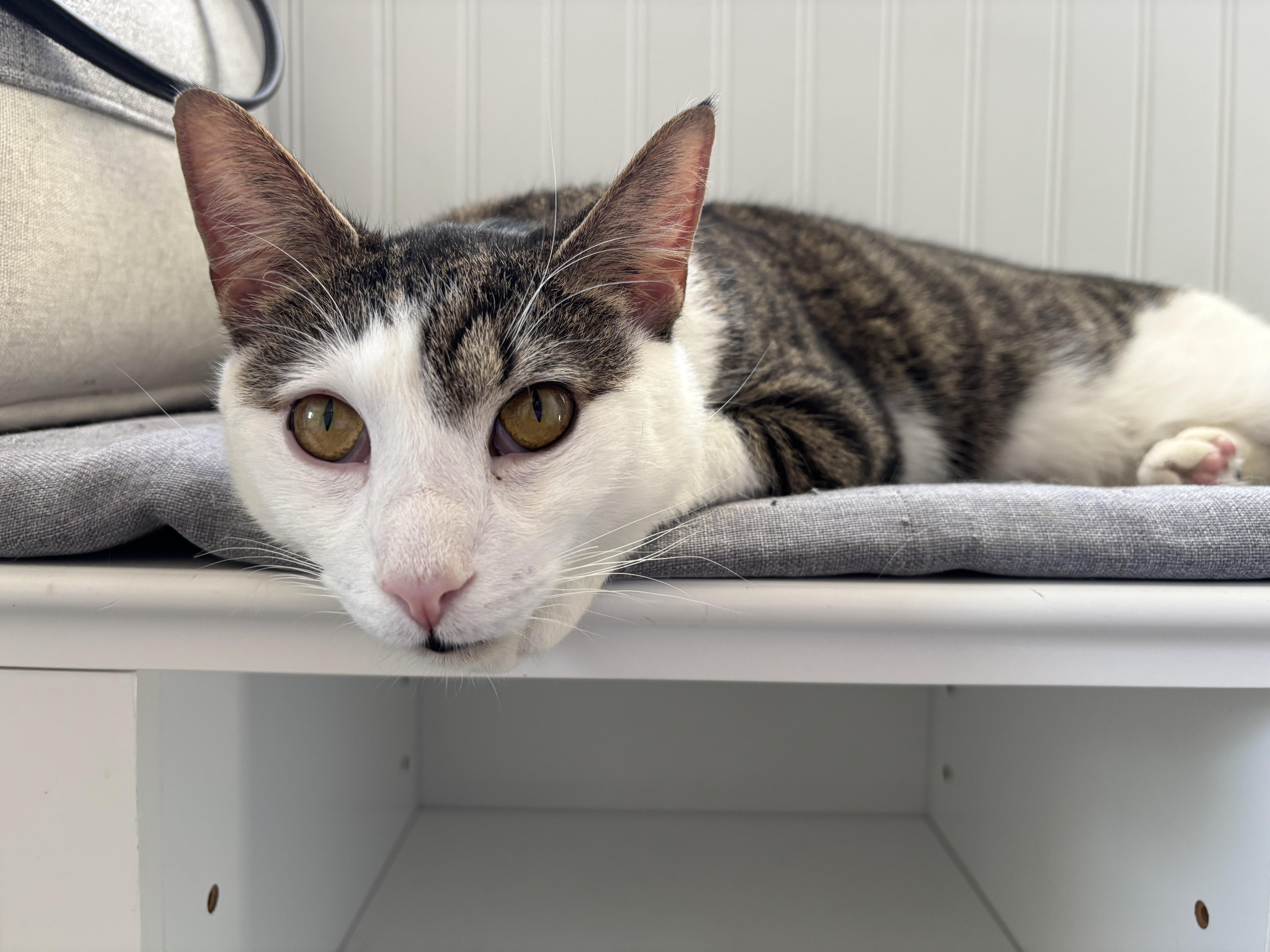 Buddy, a Adoptable Domestic Short Hair in Hackensack, NJ image 2/5