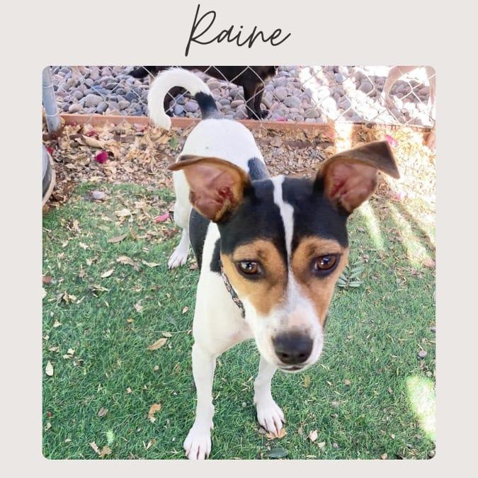 RAINE, Adoptable, Adult Female Jack Russell Terrier.