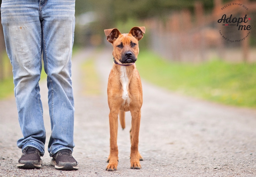 Mango , Adoptable, Young Male Boxer & Black Mouth Cur.