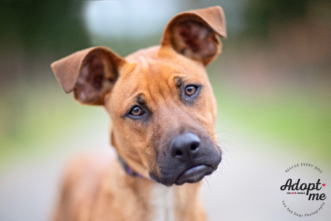 Enlarge Mango , a Adoptable mixed breed in Seattle, WA image 3/5