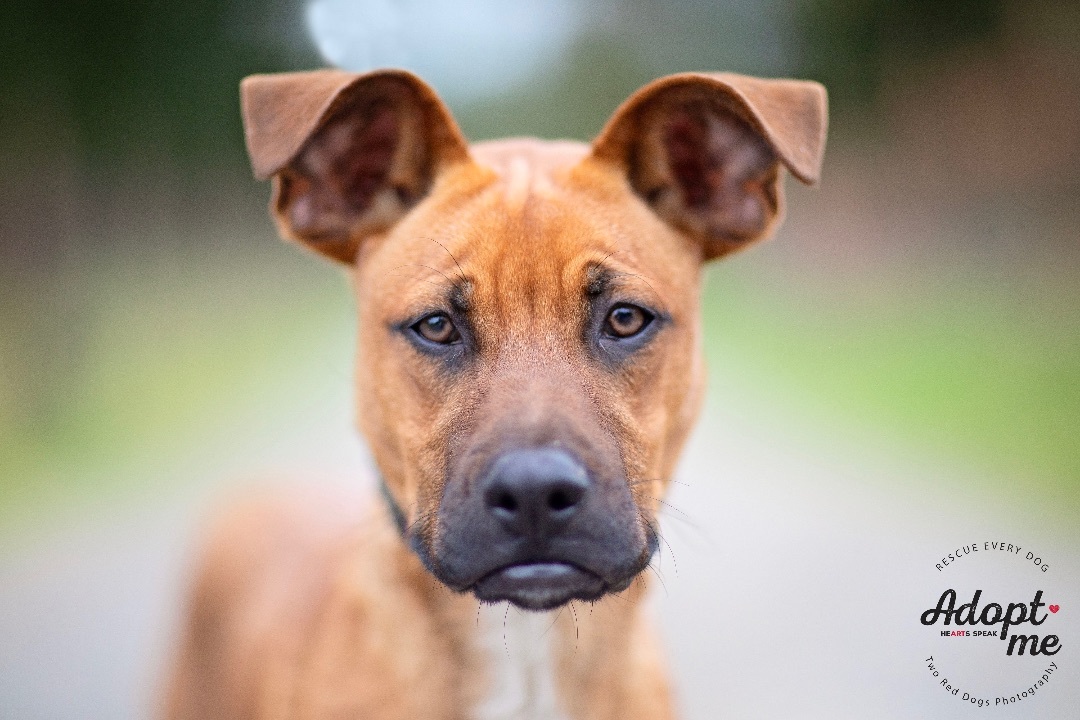 Mango , Adoptable, Young Male Boxer & Black Mouth Cur.