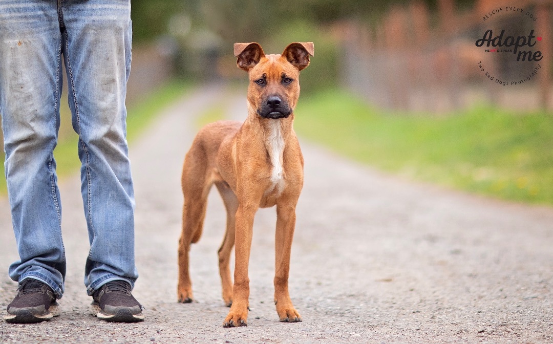 Enlarge Mango , a Adoptable mixed breed in Seattle, WA image 5/5