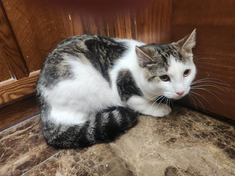 Kenny, Adoptable, Adult Male Domestic Short Hair.