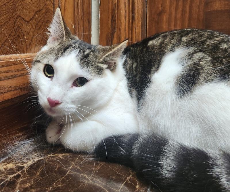 Kenny, Adult Male Domestic Short Hair