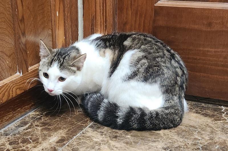 Kenny, a Adoptable mixed breed in Oklahoma City, OK image 3/6